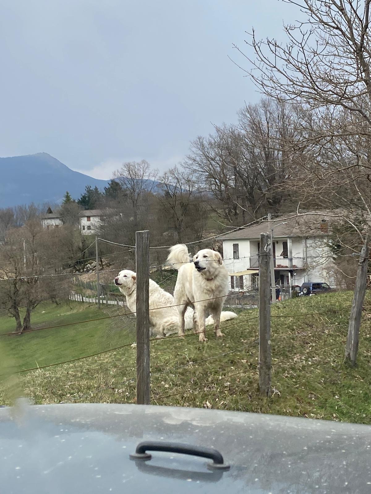 1736417a-99c9-432d-bf39-1ca9a9e60006